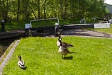 BCN Marathon Challenge 2013: Canadian Geese at Spon Lane Lock No. 2. The Spon Lane Locks link the BCN Old Main Line and the New Main Line between Spon Lane Junction and Bromford Junction..
Birmingham Canal Navigation,


United Kingdom,
on 25 May 2013 at 12:41, image #169