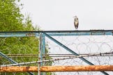 BCN 24h Marathon Challenge 2015: Heron on factory footbridge.
Birmingham Canal Navigations,



on 23 May 2015 at 16:43, image #137