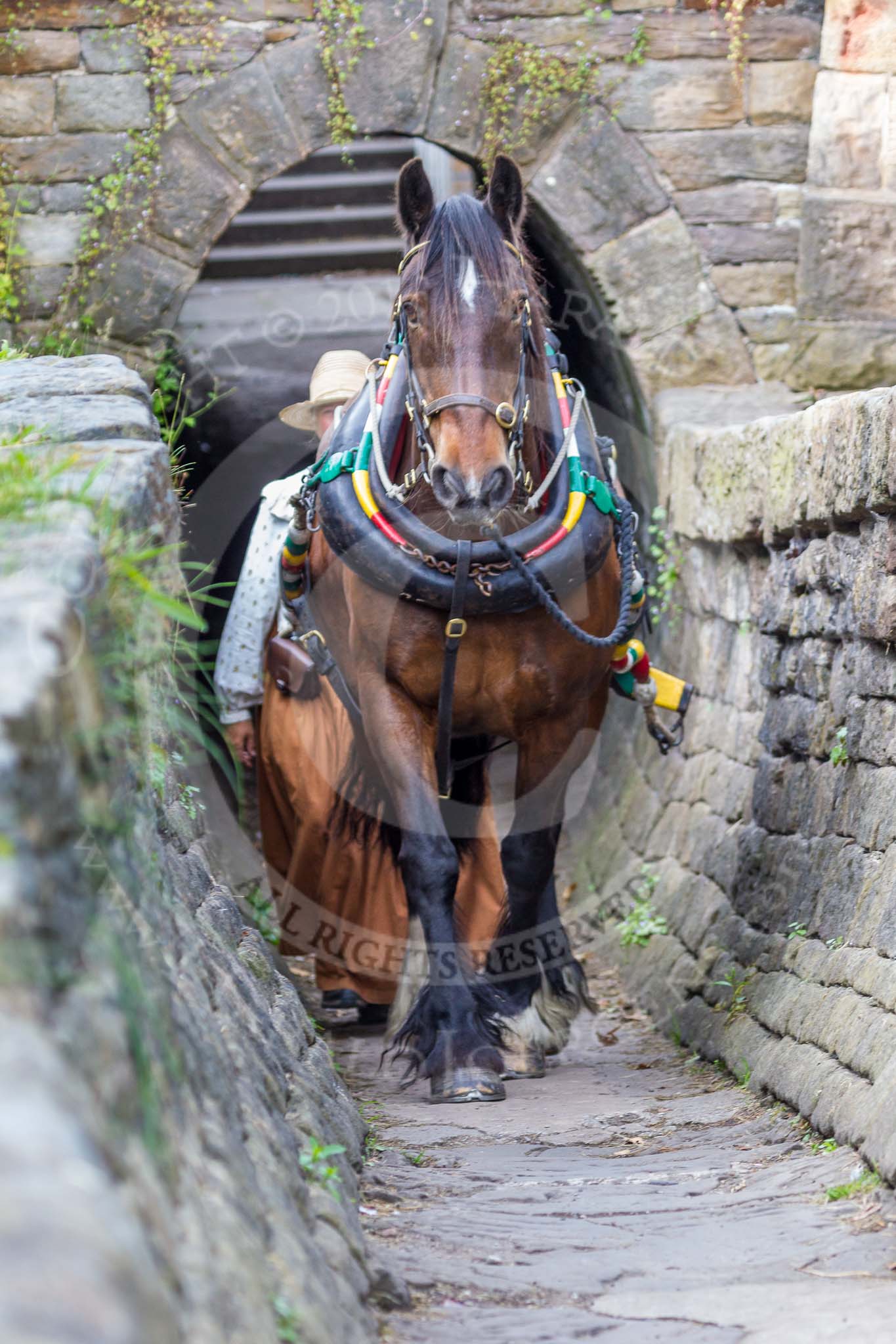 : Sue Day (Horseboating Society) with horse Bilbo leaving the horse tunnel of Marple lock 13..




on 03 July 2015 at 17:42, image #85