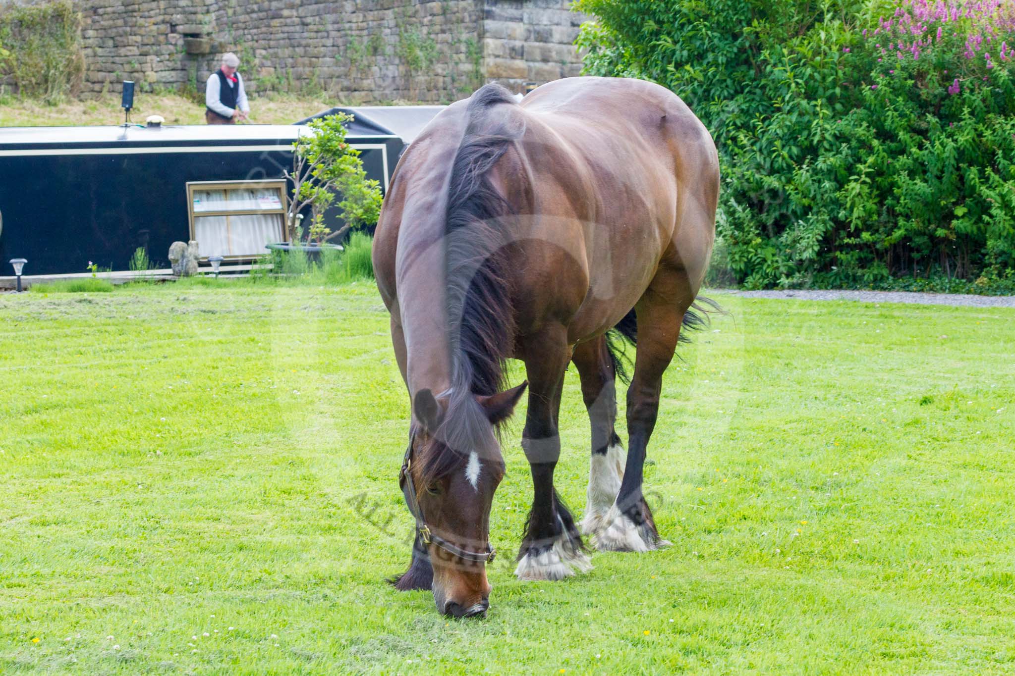 : Horse Bilbo grazing after a day's work near Marple Junction.




on 03 July 2015 at 18:34, image #100