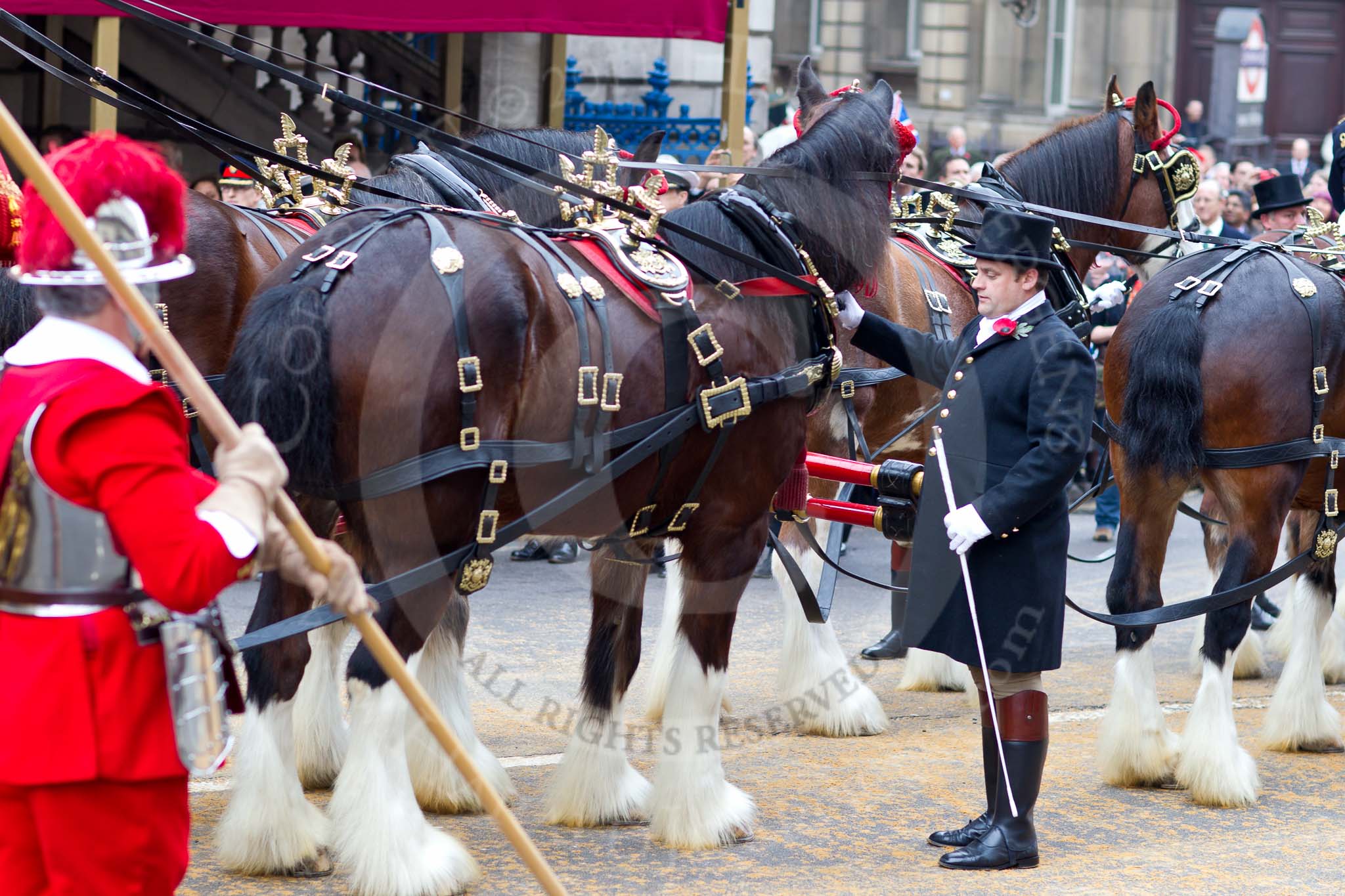 The Lord Mayor's Show 2011: Four of the six shire horses that pull the stage coach in which the new Lord Mayor travels during the show, here on arrival at Mansion House..
Opposite Mansion House, City of London,
London,
-,
United Kingdom,
on 12 November 2011 at 10:52, image #44