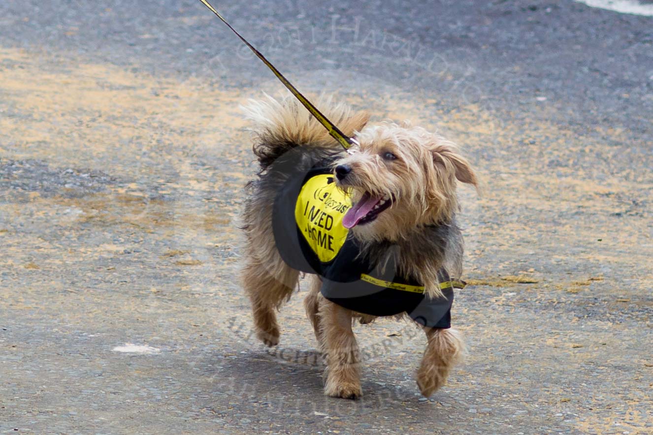 The Lord Mayor's Show 2011: Dogs Trust (http://www.dogstrust.org.uk/)..
Opposite Mansion House, City of London,
London,
-,
United Kingdom,
on 12 November 2011 at 12:00, image #598