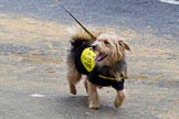 The Lord Mayor's Show 2011: Dogs Trust (http://www.dogstrust.org.uk/)..
Opposite Mansion House, City of London,
London,
-,
United Kingdom,
on 12 November 2011 at 12:00, image #598