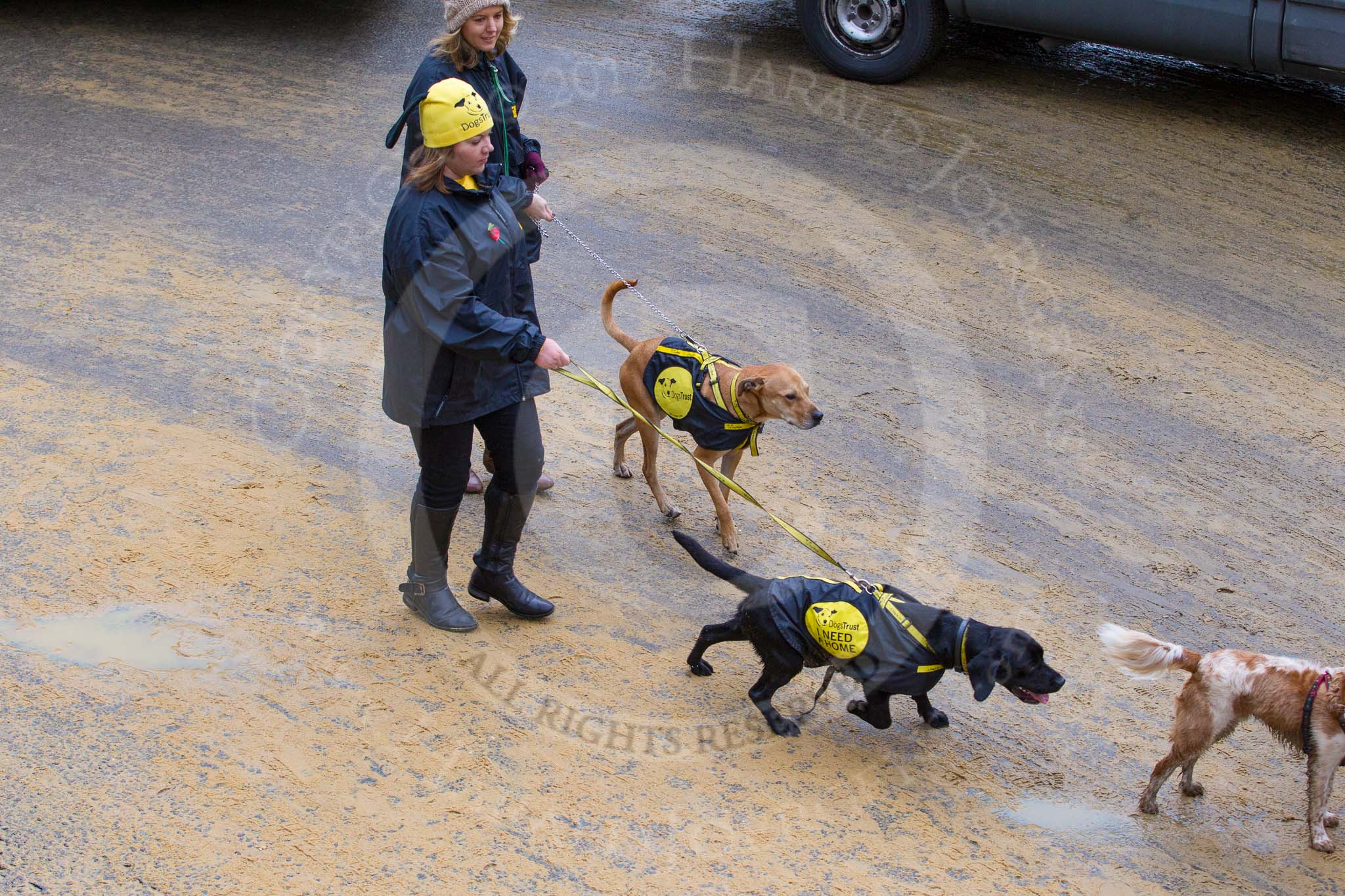 Lord Mayor's Show 2012: Entry 114 - Dogs Trust..
Press stand opposite Mansion House, City of London,
London,
Greater London,
United Kingdom,
on 10 November 2012 at 11:58, image #1653