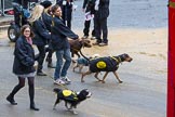 Lord Mayor's Show 2012: Entry 114 - Dogs Trust..
Press stand opposite Mansion House, City of London,
London,
Greater London,
United Kingdom,
on 10 November 2012 at 11:57, image #1644