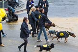 Lord Mayor's Show 2012: Entry 114 - Dogs Trust..
Press stand opposite Mansion House, City of London,
London,
Greater London,
United Kingdom,
on 10 November 2012 at 11:57, image #1645