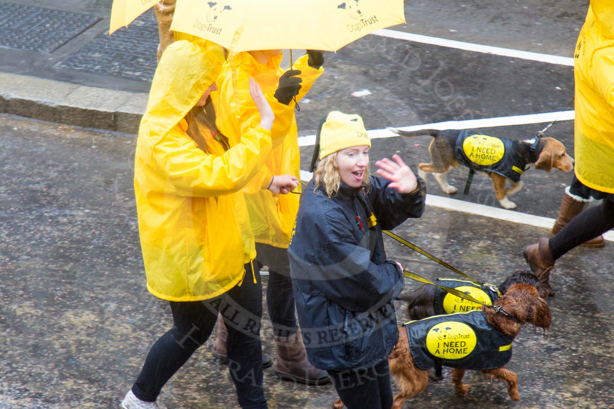 Lord Mayor's Show 2013: 45-Dog Trust- UK's largest dog-welfare charity, which care for more then 16,000 dogs per year..
Press stand opposite Mansion House, City of London,
London,
Greater London,
United Kingdom,
on 09 November 2013 at 11:24, image #572