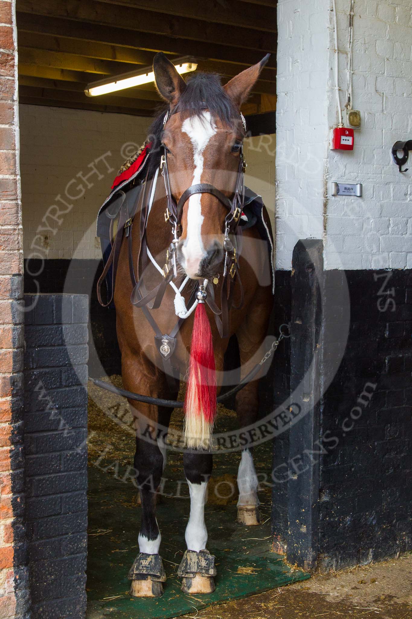 The Light Cavalry HAC Annual Review and Inspection 2014.
Flemish Farm, Windsor Great Park,



on 12 October 2014 at 10:12, image #23