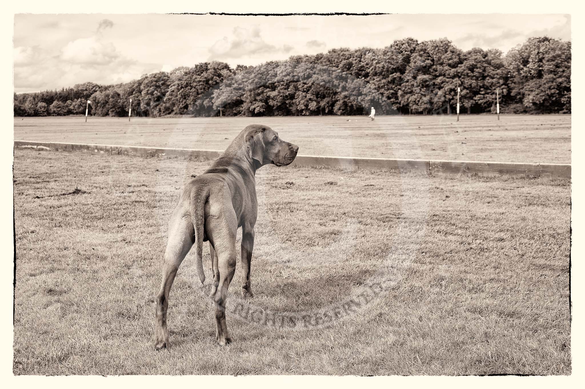 7th Heritage Polo Cup semi-finals: Dog of Gaston Devrient..
Hurtwood Park Polo Club,
Ewhurst Green,
Surrey,
United Kingdom,
on 04 August 2012 at 16:11, image #312