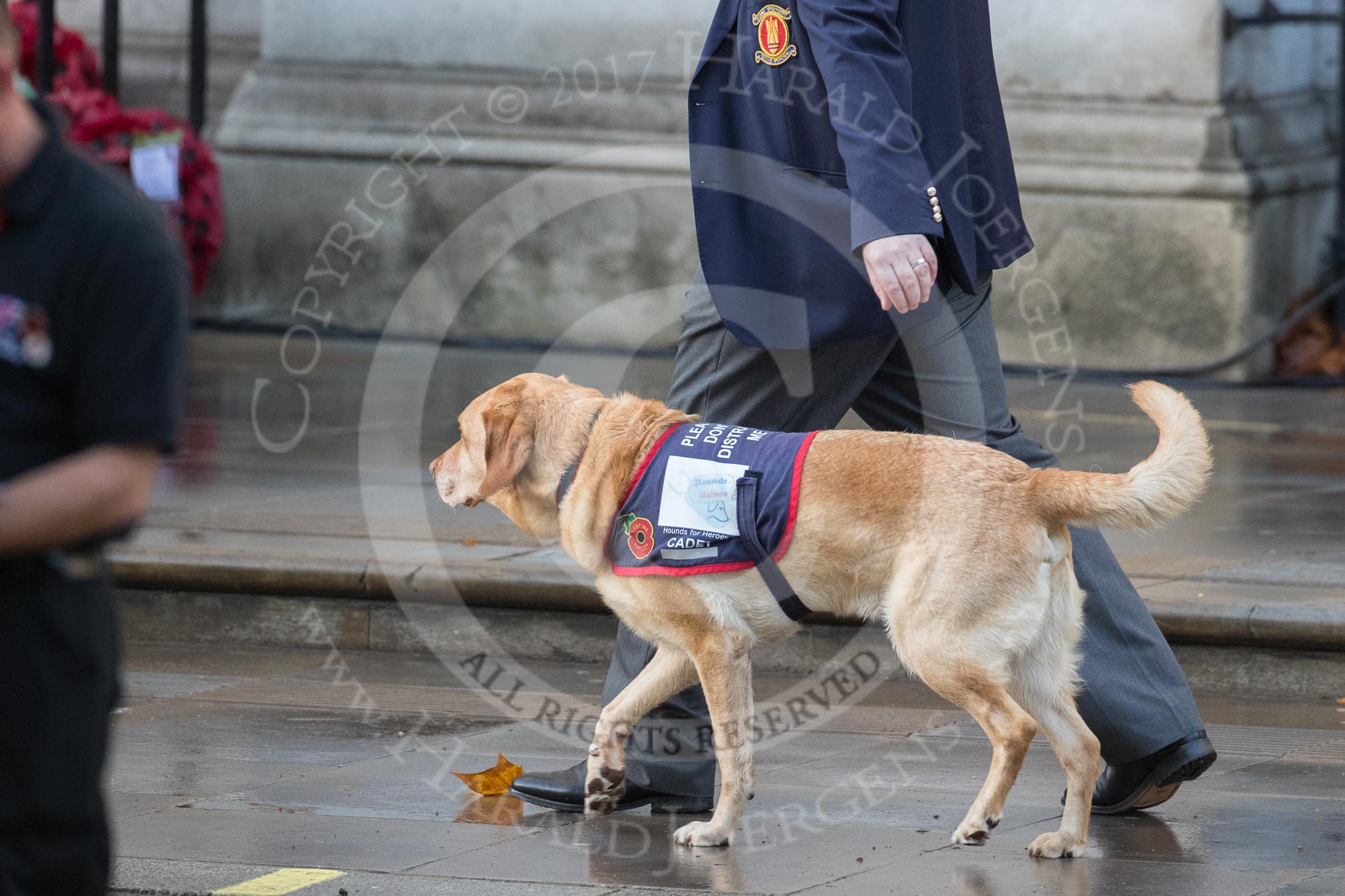 A "Hounds for Heroes Cadet" marching past the Foreign and Commonwealth Office with his handler before the Remembrance Sunday Cenotaph Ceremony 2018 at Horse Guards Parade, Westminster, London, 11 November 2018, 08:48.