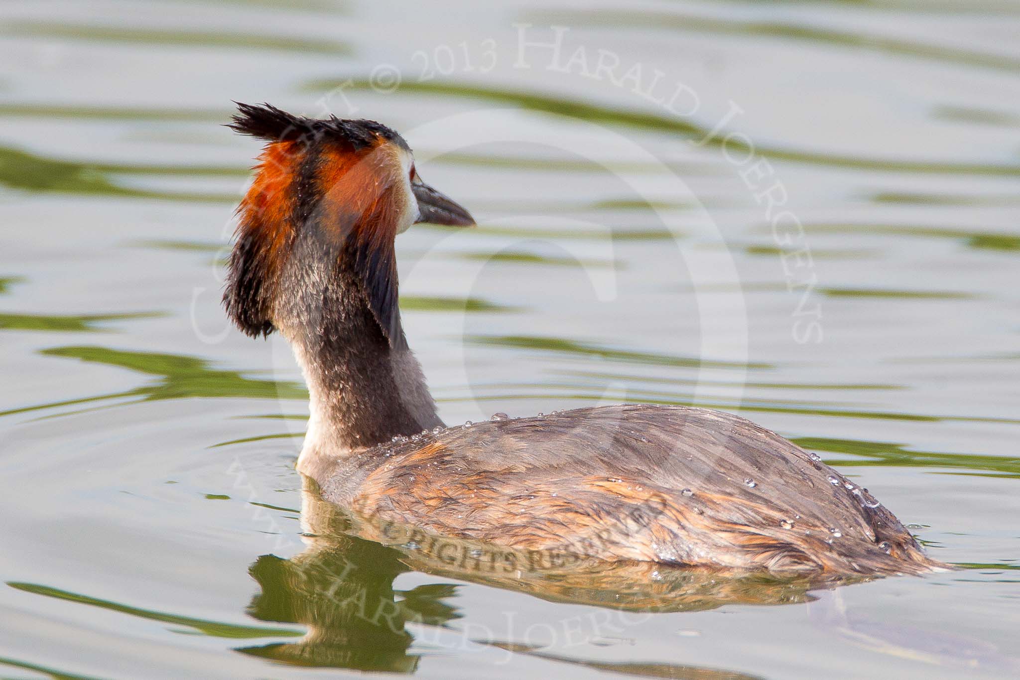 Henley Royal Regatta 2013, Saturday: A Great Crested Grebe (Podiceps cristatus) seen during a break in the morning rowing practice sessions. Image #58, 06 July 2013 09:29 River Thames, Henley on Thames, UK