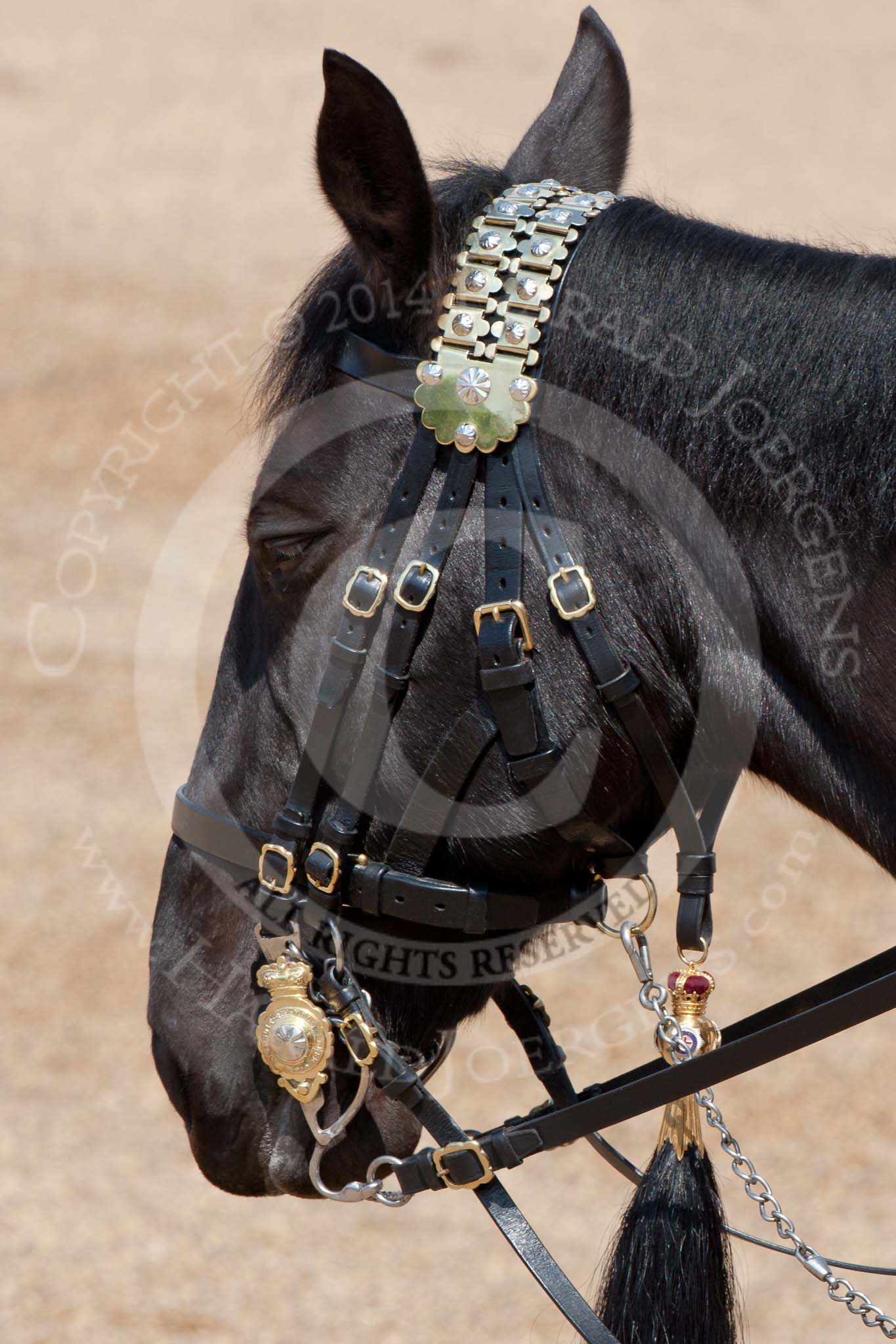 Trooping the Colour 2009: Close-up view of the head gear of the horse ridden by the Princess Royal..
Horse Guards Parade, Westminster,
London SW1,

United Kingdom,
on 13 June 2009 at 11:28, image #197