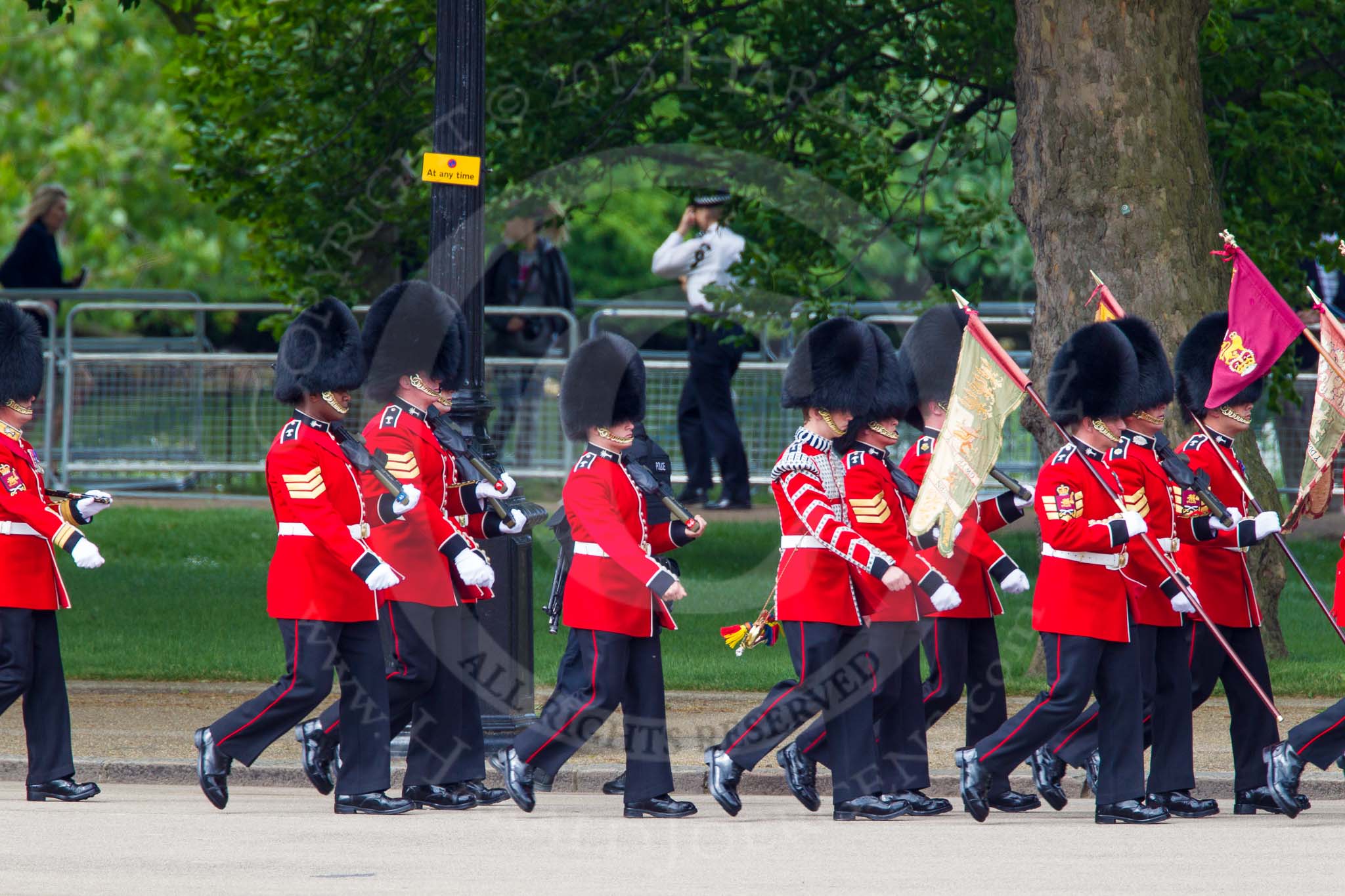 The Colonel's Review 2013: The 'Keepers of the Ground', guardsmen bearing marker flags for their respective regiments, marching on Horse Guards Road along St James's Park..
Horse Guards Parade, Westminster,
London SW1,

United Kingdom,
on 08 June 2013 at 09:52, image #19