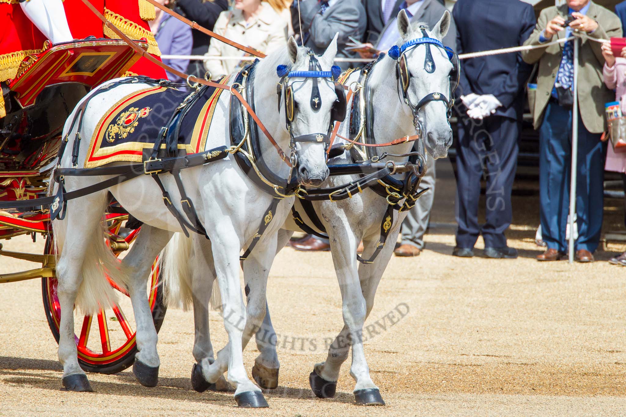 Trooping the Colour 2013: The two Windsor Grey horses pulling the Glass Coach that carries HM The Queen. Image #272, 15 June 2013 10:59 Horse Guards Parade, London, UK