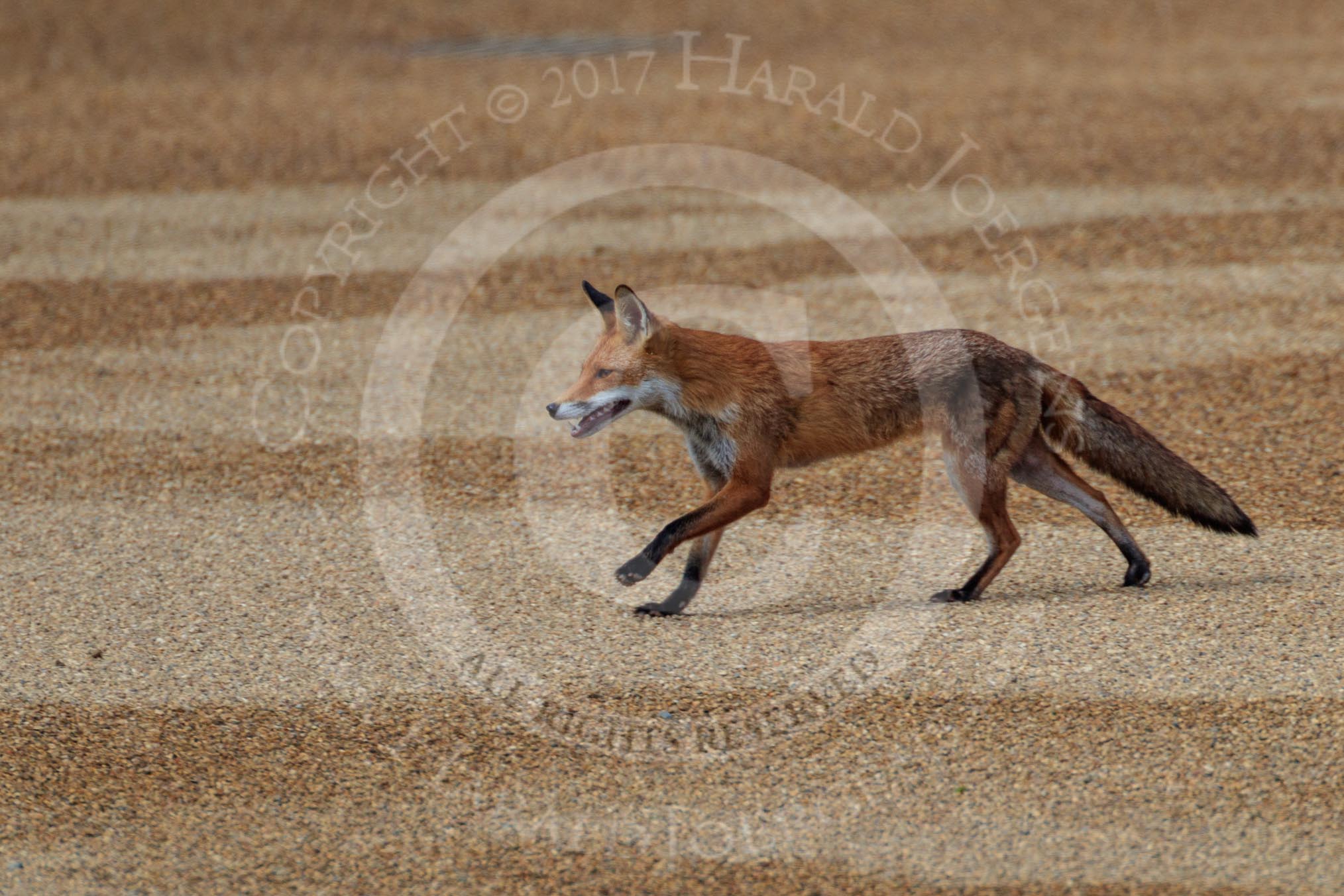 The urban fox crossing Horse Guards Parade again, before Trooping the Colour 2018, The Queen's Birthday Parade at Horse Guards Parade, Westminster, London, 9 June 2018, 10:05.