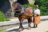 : Sue Day (Horseboating Society) leading boat horse Bilbo over Marple Aqueduct towards butty Maria, to start the journey up the Marple locks.




on 03 July 2015 at 14:45, image #22