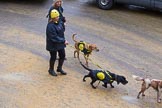 Lord Mayor's Show 2012: Entry 114 - Dogs Trust..
Press stand opposite Mansion House, City of London,
London,
Greater London,
United Kingdom,
on 10 November 2012 at 11:58, image #1653