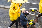 Lord Mayor's Show 2013: 45-Dog Trust- UK's largest dog-welfare charity, which care for more then 16,000 dogs per year..
Press stand opposite Mansion House, City of London,
London,
Greater London,
United Kingdom,
on 09 November 2013 at 11:24, image #572