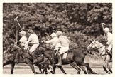 7th Heritage Polo Cup semi-finals: La Mariposa v La Golondrina, Timothy Rose riding forward..
Hurtwood Park Polo Club,
Ewhurst Green,
Surrey,
United Kingdom,
on 04 August 2012 at 15:46, image #278