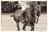 7th Heritage Polo Cup semi-finals: Pepe Riglos La Golondrina Argentina..
Hurtwood Park Polo Club,
Ewhurst Green,
Surrey,
United Kingdom,
on 04 August 2012 at 16:56, image #340