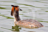 Henley Royal Regatta 2013, Saturday: A Great Crested Grebe (Podiceps cristatus) seen during a break in the morning rowing practice sessions. Image #58, 06 July 2013 09:29 River Thames, Henley on Thames, UK