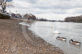 The Boat Race 2013: The River Thames at low tide, seen from near Putney Pier, on the left Putney Embankment getting ready for the 2013 Boat Race..
Putney,
London SW15,

United Kingdom,
on 31 March 2013 at 11:17, image #13