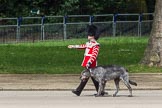 The Colonel's Review 2012: Conmael, an Irish Wolfhound, and mascot of the Irish Guards, with his handler marching along St. James's Park, on the Northern side of Horse Guards Parade..
Horse Guards Parade, Westminster,
London SW1,

United Kingdom,
on 09 June 2012 at 10:22, image #43