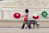 The Colonel's Review 2012: Conmael, an Irish Wolfhound, and mascot of the Irish Guards, with his handler marching past the Guards Memorial..
Horse Guards Parade, Westminster,
London SW1,

United Kingdom,
on 09 June 2012 at 10:22, image #44