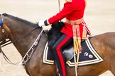 Trooping the Colour 2012: A detail shot og Burniston, the horse carrying the Field Officer, Lieutenant Colonel R C N Sergeant, Coldstream Guards, and many other field officers in the years before..
Horse Guards Parade, Westminster,
London SW1,

United Kingdom,
on 16 June 2012 at 11:39, image #451